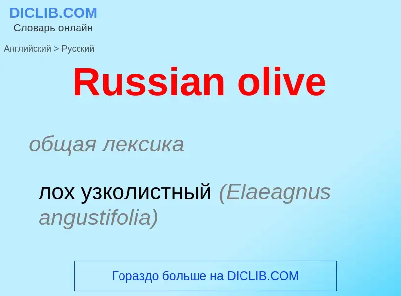 Как переводится Russian olive на Русский язык