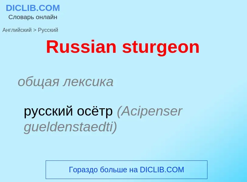 ¿Cómo se dice Russian sturgeon en Ruso? Traducción de &#39Russian sturgeon&#39 al Ruso