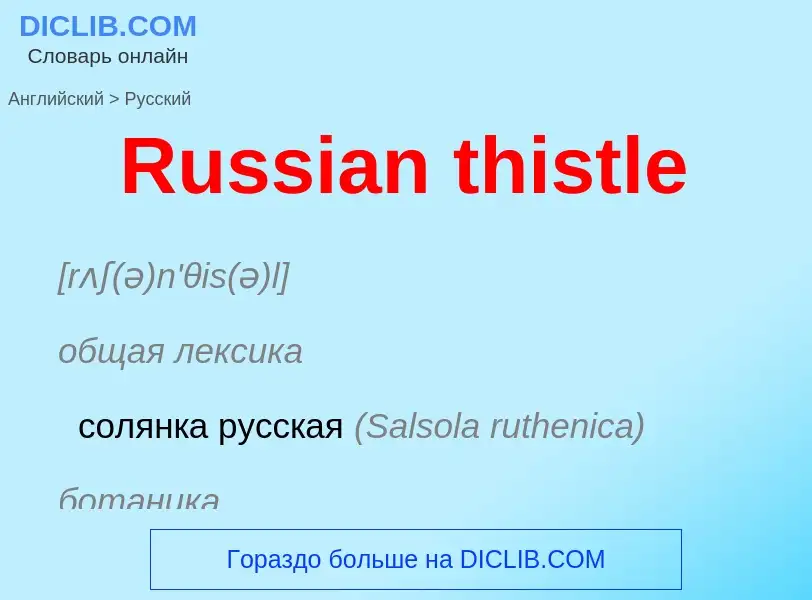 ¿Cómo se dice Russian thistle en Ruso? Traducción de &#39Russian thistle&#39 al Ruso