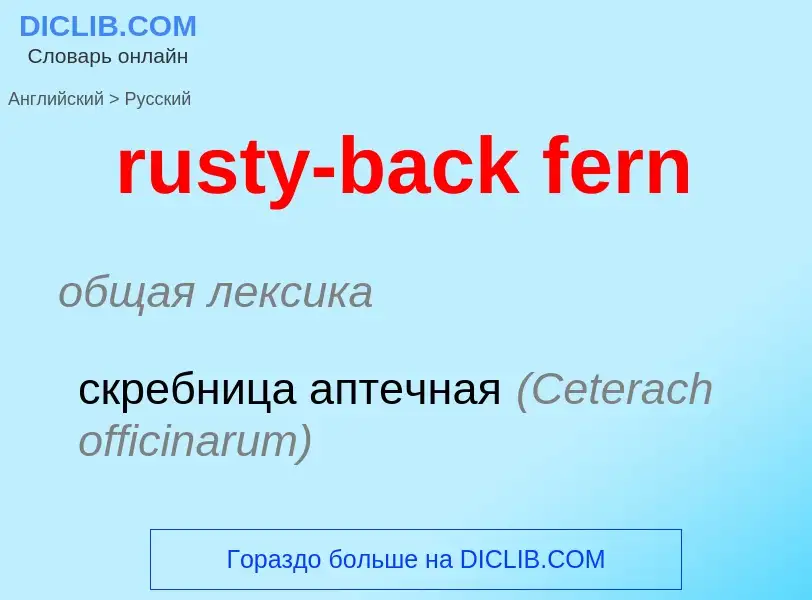 What is the Russian for rusty-back fern? Translation of &#39rusty-back fern&#39 to Russian