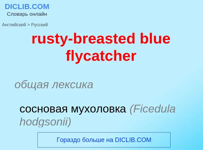 What is the الروسية for rusty-breasted blue flycatcher? Translation of &#39rusty-breasted blue flyca