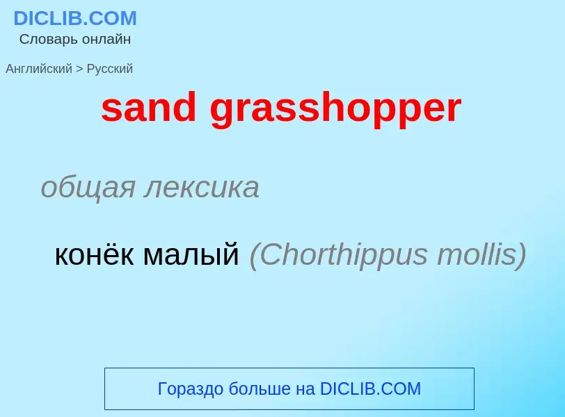 Как переводится sand grasshopper на Русский язык