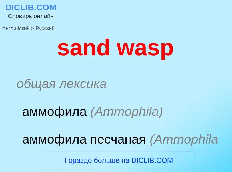 What is the Russian for sand wasp? Translation of &#39sand wasp&#39 to Russian