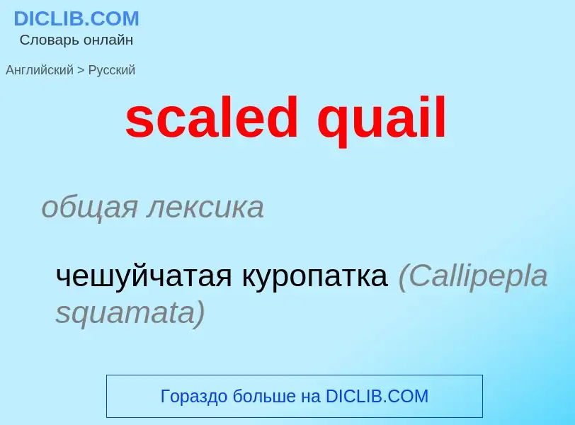 Как переводится scaled quail на Русский язык