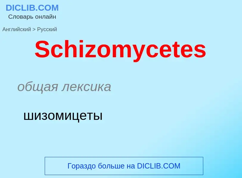 ¿Cómo se dice Schizomycetes en Ruso? Traducción de &#39Schizomycetes&#39 al Ruso