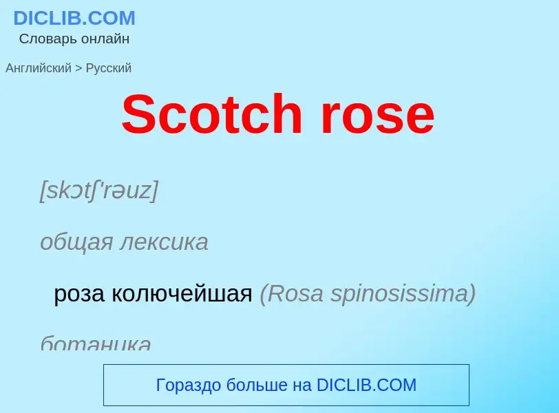 ¿Cómo se dice Scotch rose en Ruso? Traducción de &#39Scotch rose&#39 al Ruso