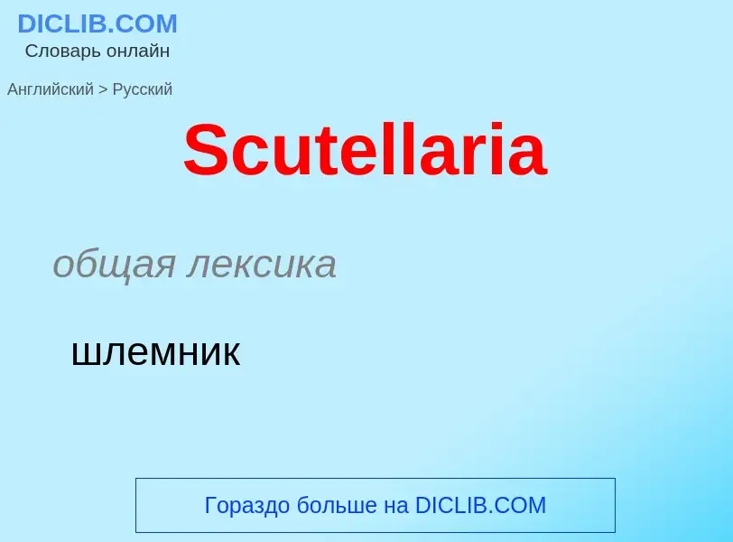 ¿Cómo se dice Scutellaria en Ruso? Traducción de &#39Scutellaria&#39 al Ruso