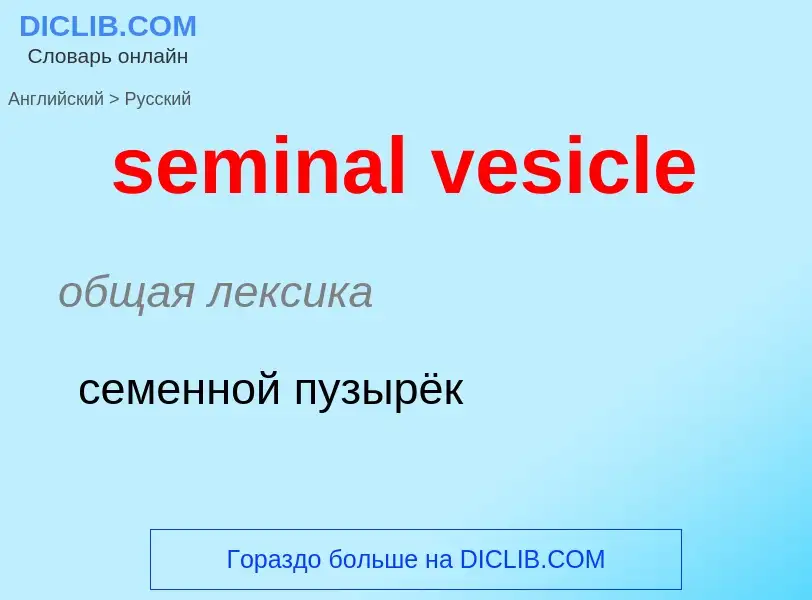 ¿Cómo se dice seminal vesicle en Ruso? Traducción de &#39seminal vesicle&#39 al Ruso