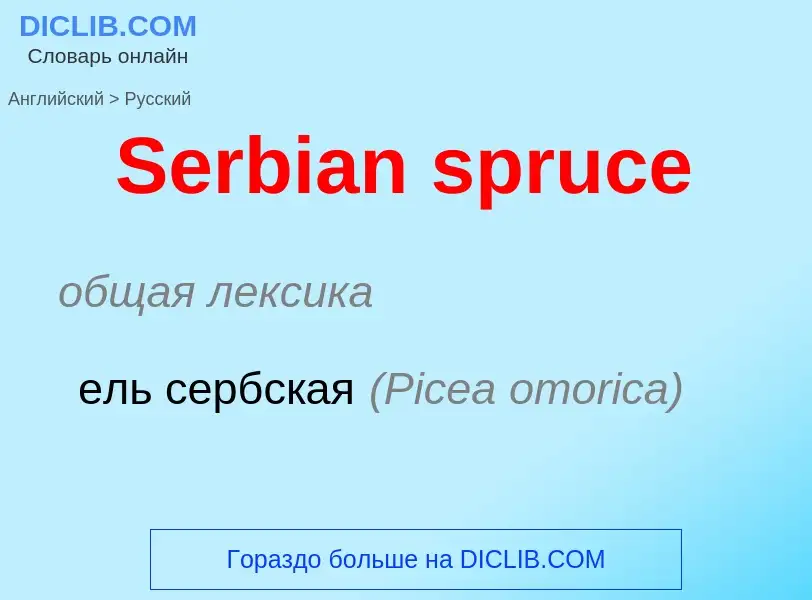 ¿Cómo se dice Serbian spruce en Ruso? Traducción de &#39Serbian spruce&#39 al Ruso