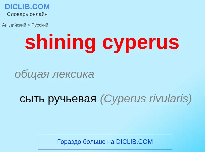 What is the Russian for shining cyperus? Translation of &#39shining cyperus&#39 to Russian