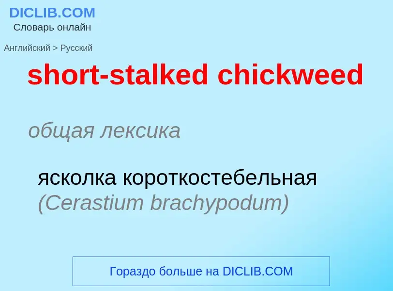 Vertaling van &#39short-stalked chickweed&#39 naar Russisch