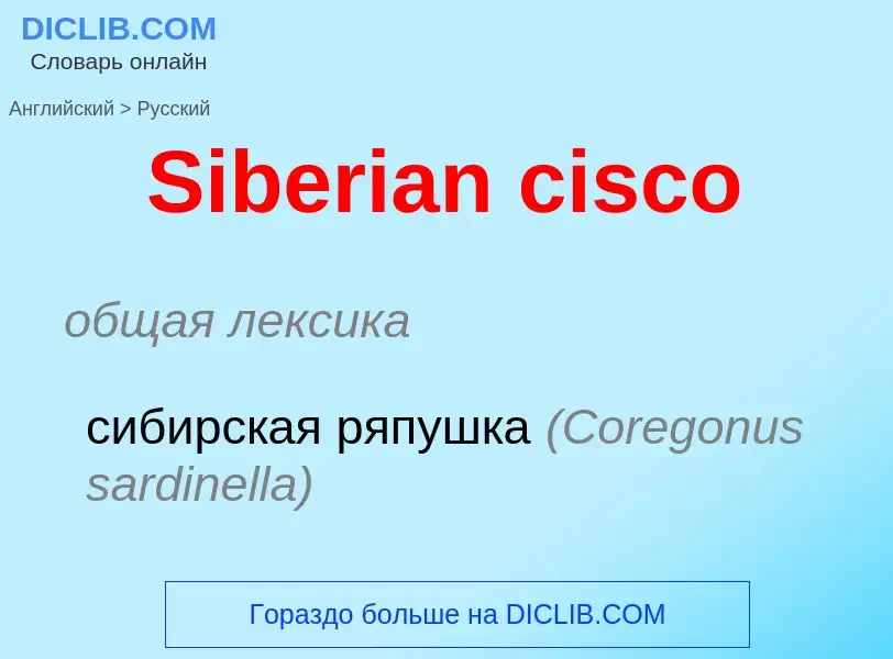 ¿Cómo se dice Siberian cisco en Ruso? Traducción de &#39Siberian cisco&#39 al Ruso