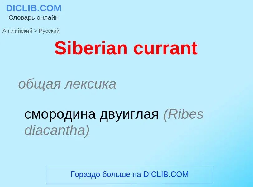 ¿Cómo se dice Siberian currant en Ruso? Traducción de &#39Siberian currant&#39 al Ruso