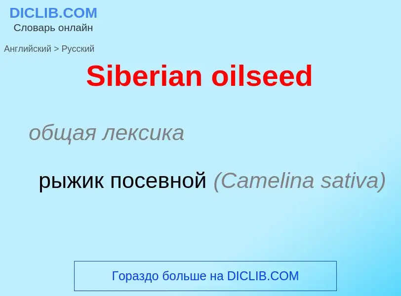 ¿Cómo se dice Siberian oilseed en Ruso? Traducción de &#39Siberian oilseed&#39 al Ruso