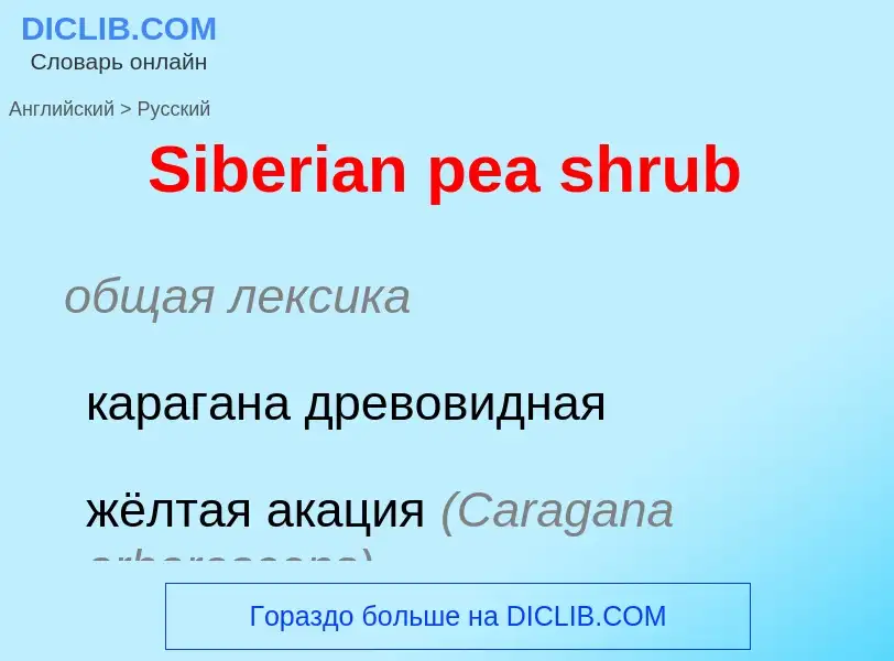 ¿Cómo se dice Siberian pea shrub en Ruso? Traducción de &#39Siberian pea shrub&#39 al Ruso