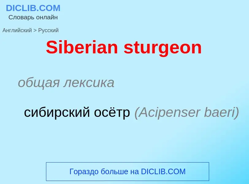 ¿Cómo se dice Siberian sturgeon en Ruso? Traducción de &#39Siberian sturgeon&#39 al Ruso