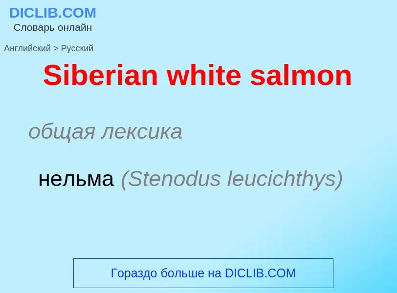 ¿Cómo se dice Siberian white salmon en Ruso? Traducción de &#39Siberian white salmon&#39 al Ruso