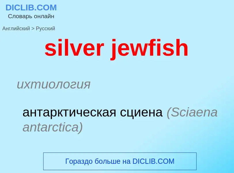 ¿Cómo se dice silver jewfish en Ruso? Traducción de &#39silver jewfish&#39 al Ruso