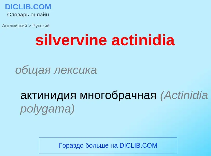 Traduction de &#39silvervine actinidia&#39 en Russe