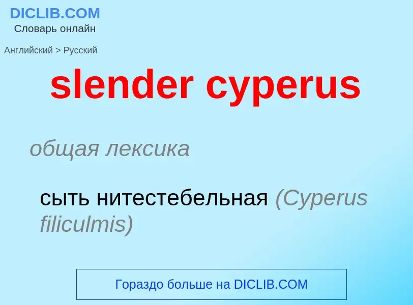 Как переводится slender cyperus на Русский язык