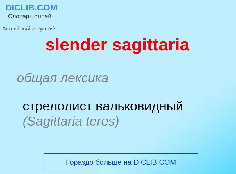 ¿Cómo se dice slender sagittaria en Ruso? Traducción de &#39slender sagittaria&#39 al Ruso