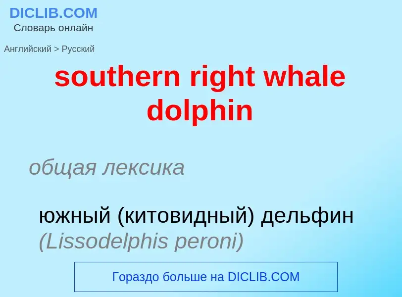 Как переводится southern right whale dolphin на Русский язык