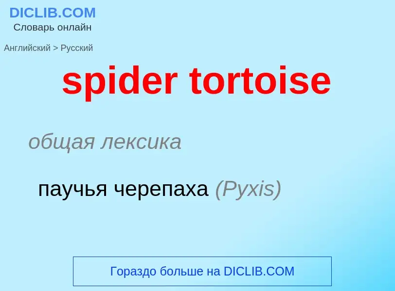 Как переводится spider tortoise на Русский язык