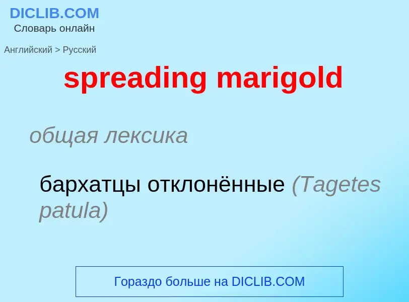 What is the Russian for spreading marigold? Translation of &#39spreading marigold&#39 to Russian