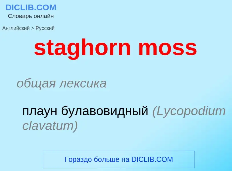 Como se diz staghorn moss em Russo? Tradução de &#39staghorn moss&#39 em Russo