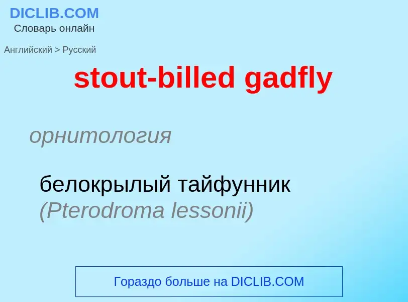 Как переводится stout-billed gadfly на Русский язык