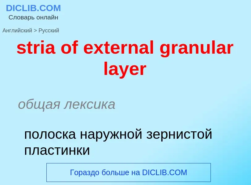 ¿Cómo se dice stria of external granular layer en Ruso? Traducción de &#39stria of external granular