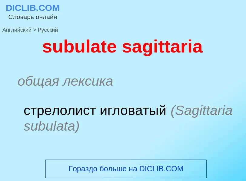 ¿Cómo se dice subulate sagittaria en Ruso? Traducción de &#39subulate sagittaria&#39 al Ruso