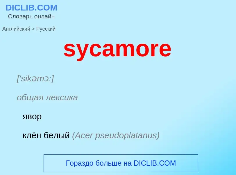 Como se diz sycamore em Russo? Tradução de &#39sycamore&#39 em Russo