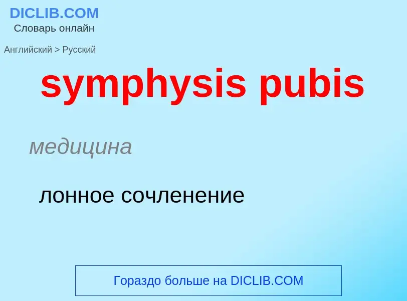 Como se diz symphysis pubis em Russo? Tradução de &#39symphysis pubis&#39 em Russo