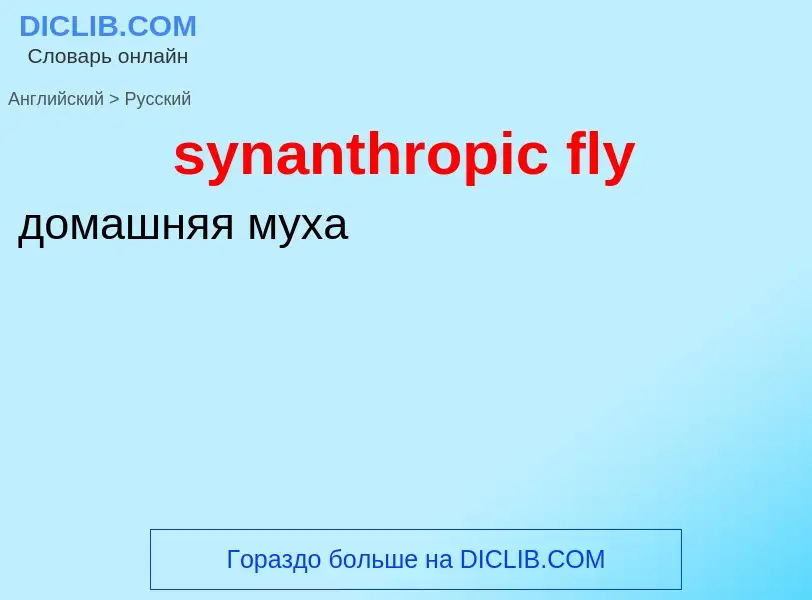 Como se diz synanthropic fly em Russo? Tradução de &#39synanthropic fly&#39 em Russo