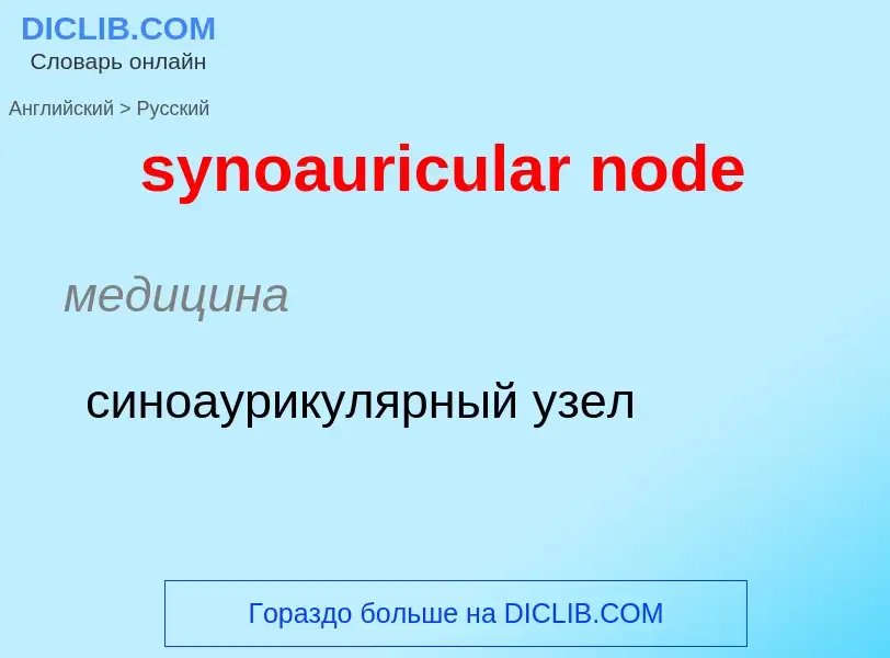 Übersetzung von &#39synoauricular node&#39 in Russisch