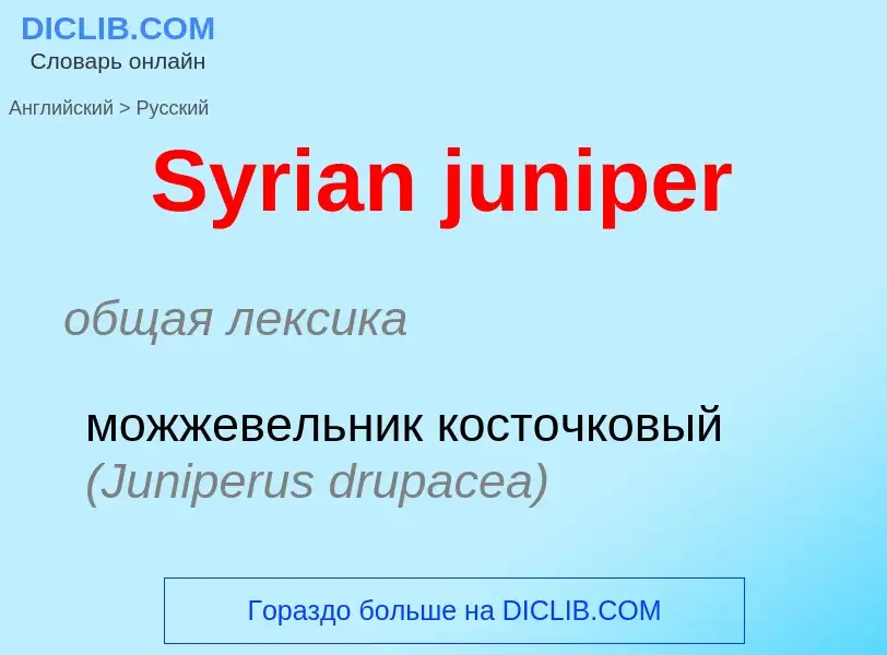 Как переводится Syrian juniper на Русский язык