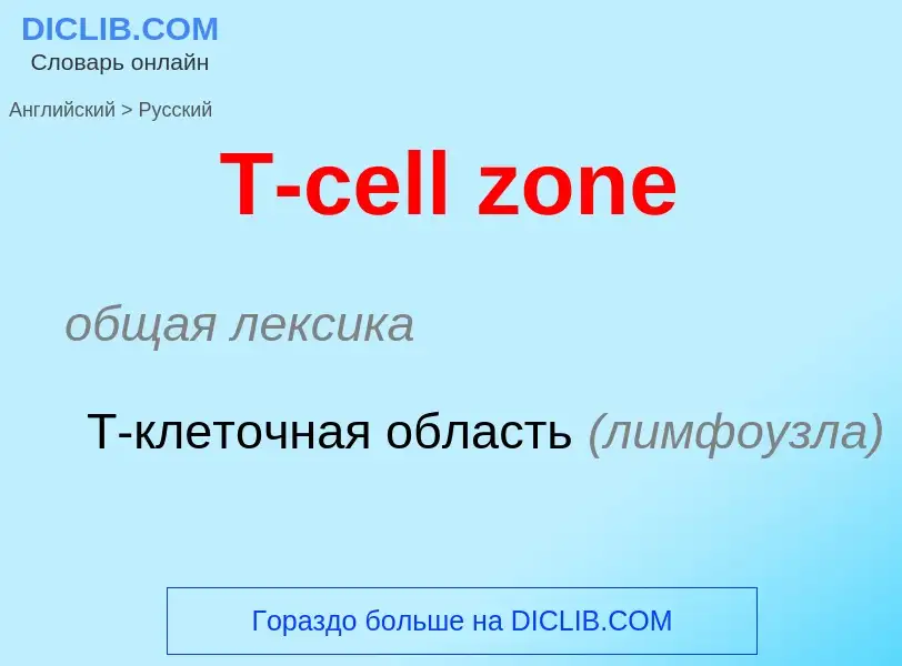 Como se diz T-cell zone em Russo? Tradução de &#39T-cell zone&#39 em Russo