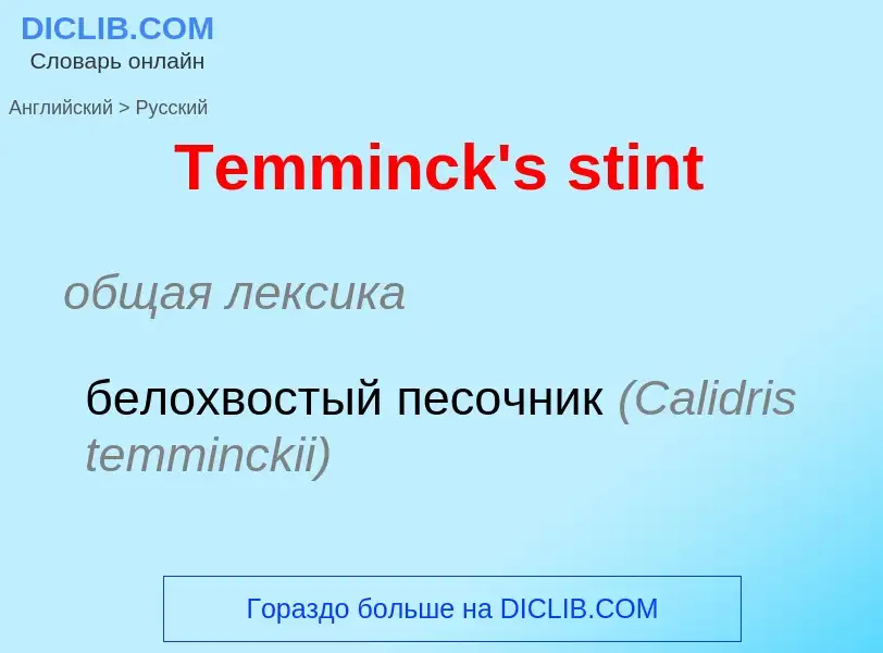 What is the الروسية for Temminck's stint? Translation of &#39Temminck's stint&#39 to الروسية