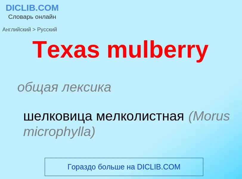 What is the الروسية for Texas mulberry? Translation of &#39Texas mulberry&#39 to الروسية