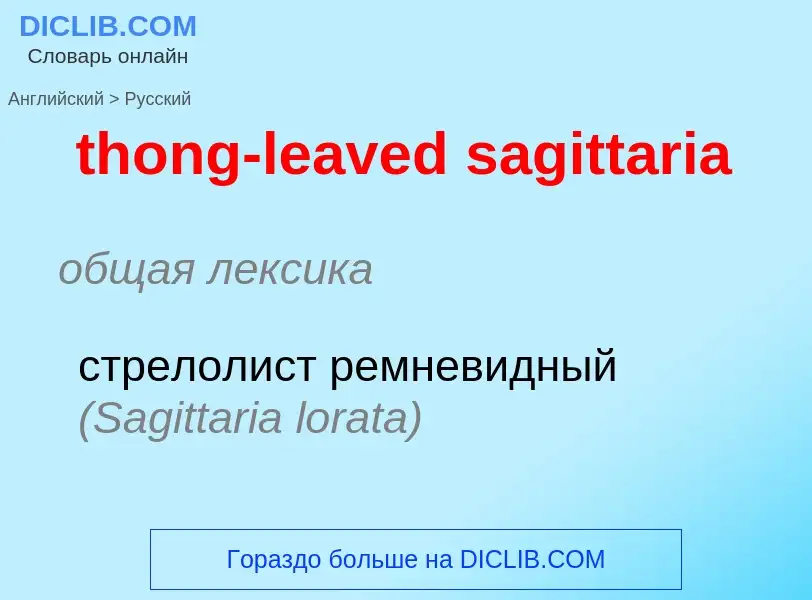 ¿Cómo se dice thong-leaved sagittaria en Ruso? Traducción de &#39thong-leaved sagittaria&#39 al Ruso