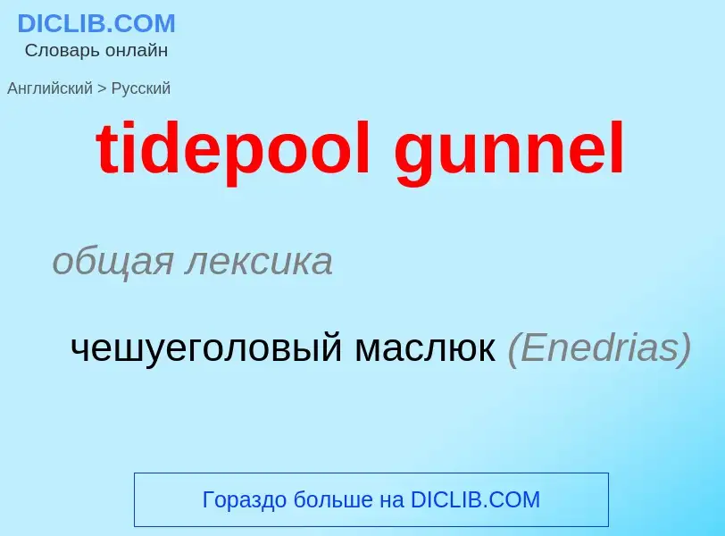 What is the Russian for tidepool gunnel? Translation of &#39tidepool gunnel&#39 to Russian