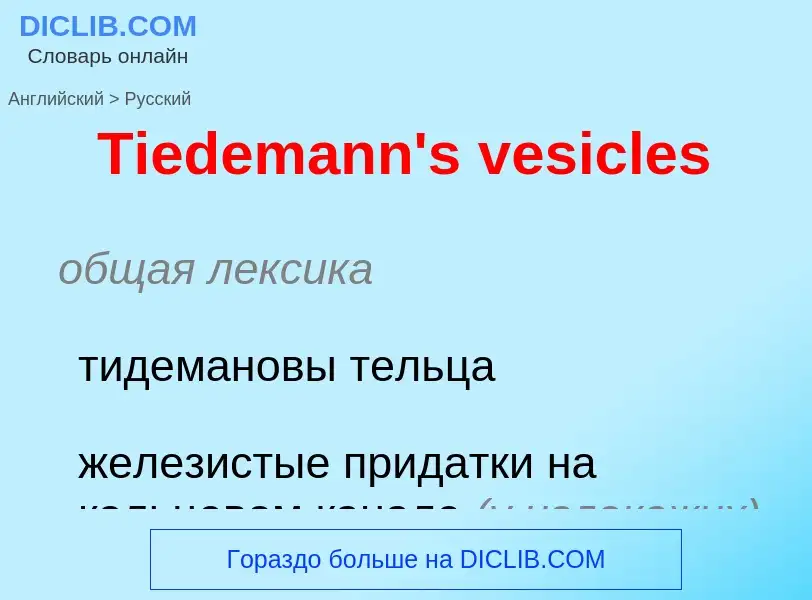 What is the الروسية for Tiedemann's vesicles? Translation of &#39Tiedemann's vesicles&#39 to الروسية