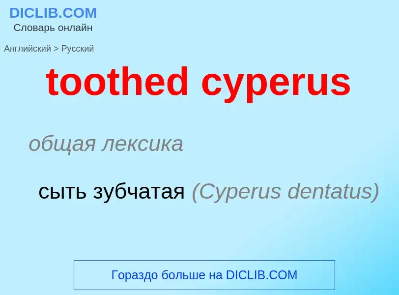 Как переводится toothed cyperus на Русский язык