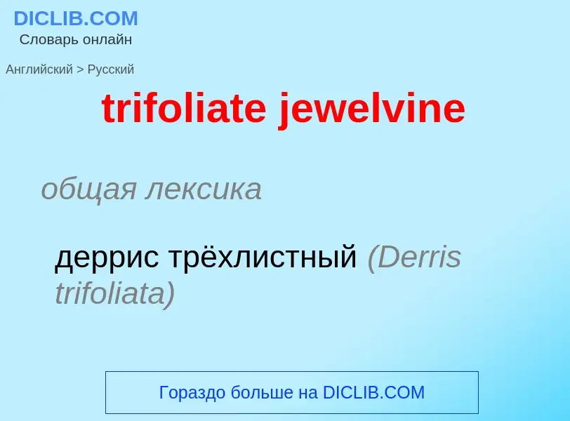 ¿Cómo se dice trifoliate jewelvine en Ruso? Traducción de &#39trifoliate jewelvine&#39 al Ruso