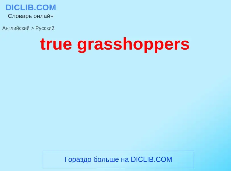 Как переводится true grasshoppers на Русский язык