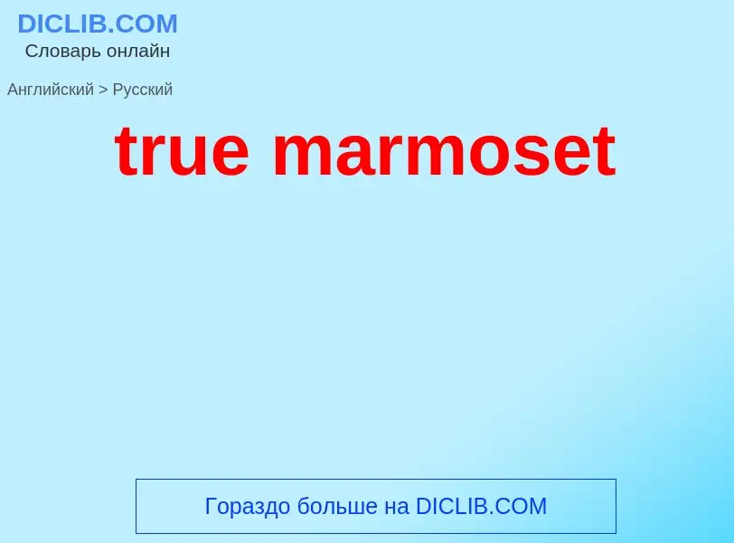 Как переводится true marmoset на Русский язык