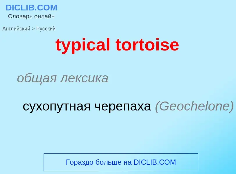 Übersetzung von &#39typical tortoise&#39 in Russisch