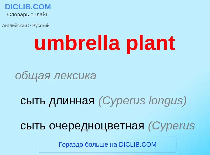 Μετάφραση του &#39umbrella plant&#39 σε Ρωσικά