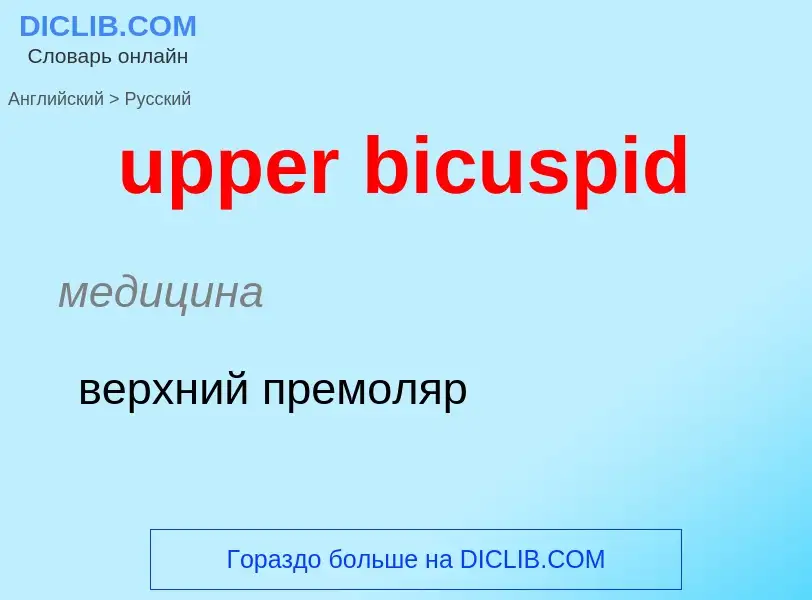 Как переводится upper bicuspid на Русский язык